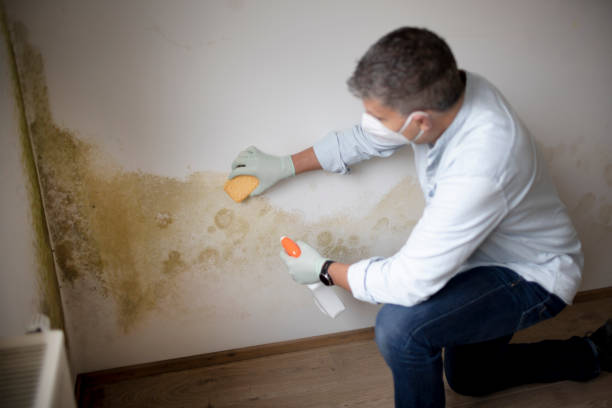 Mold Documentation for Insurance Claims in Donora, PA
